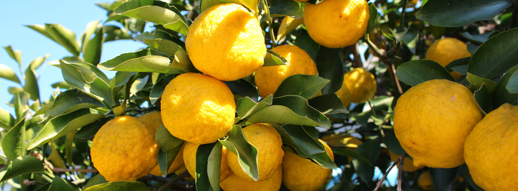 Yuzu