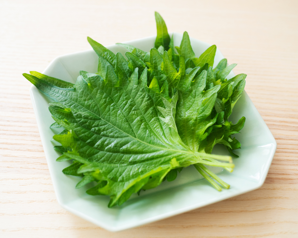 Le shiso
