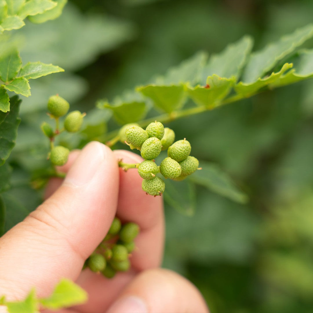 Baies de Budo Sansho vert de Wakayama 15g