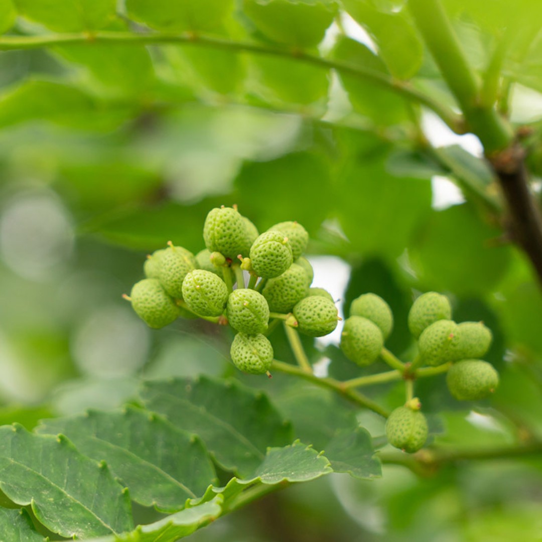 Baies de Budo Sansho vert de Wakayama 15g