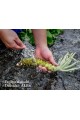 Azumino fresh wasabi roots