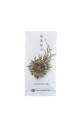 Green Tea Sencha smoked with Japanese cypress Hinoki 80g