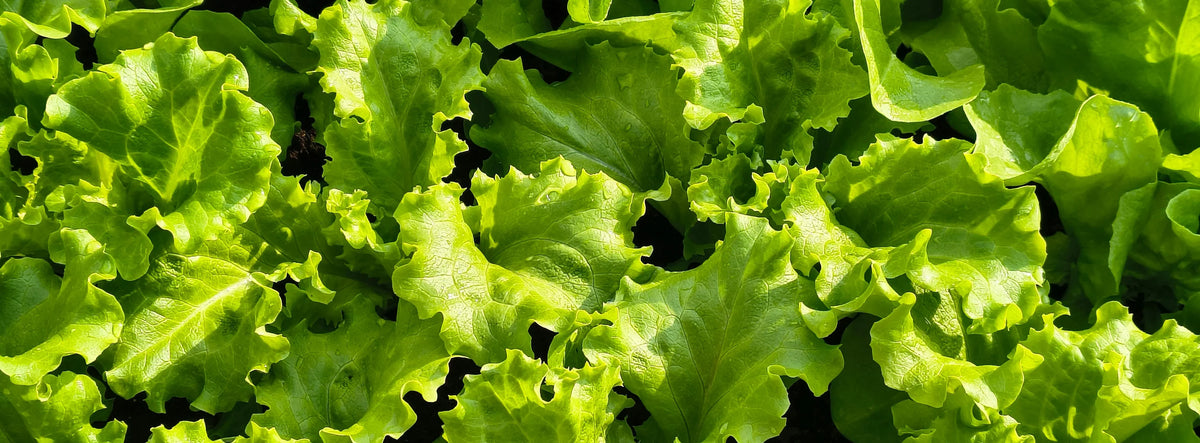 Salades