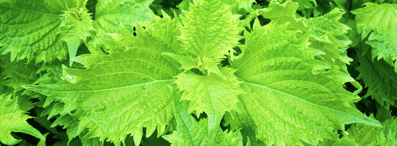 Shiso