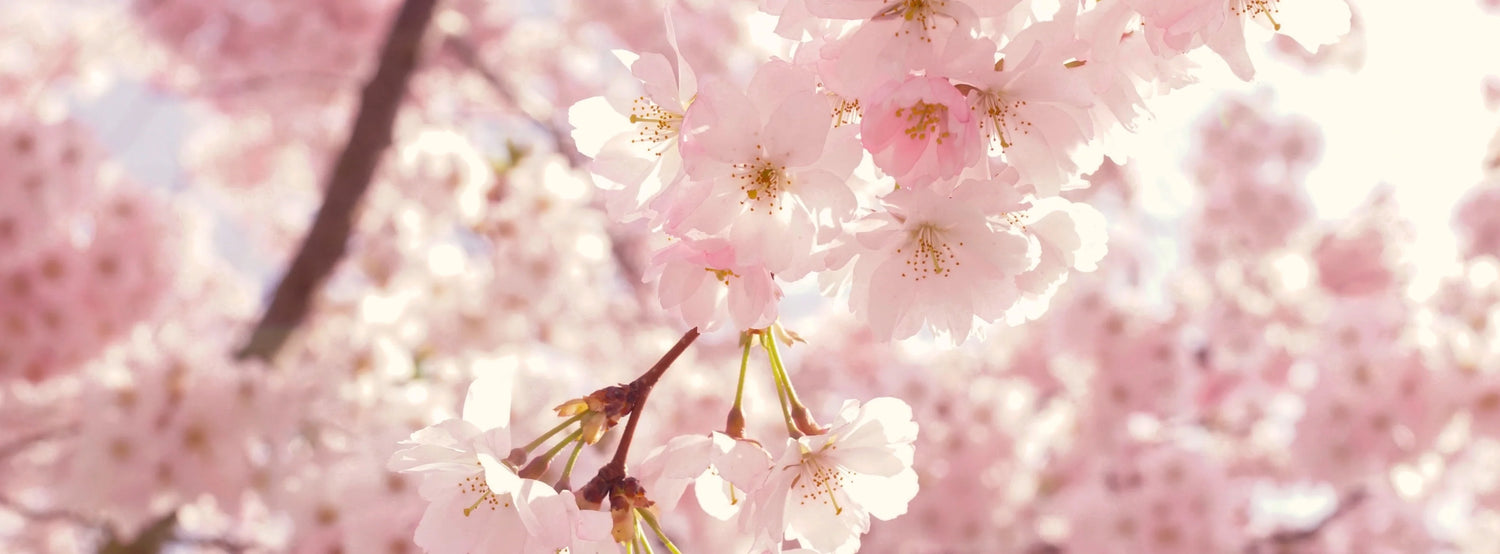 Sélection Hanami