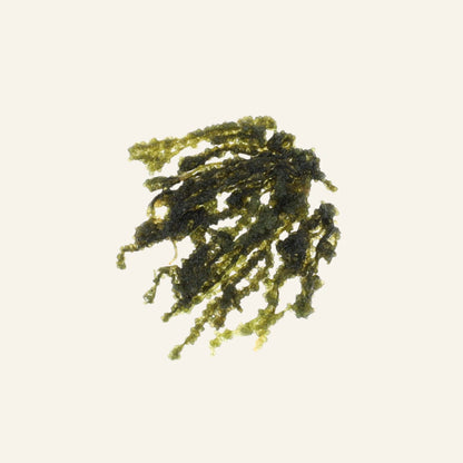 Umi budo - algues raisin de mer 40 g