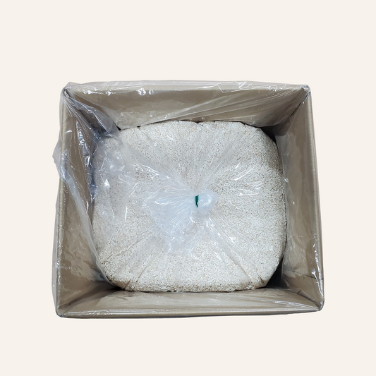 Riz au koji pour pâte de shiokoji 10kg