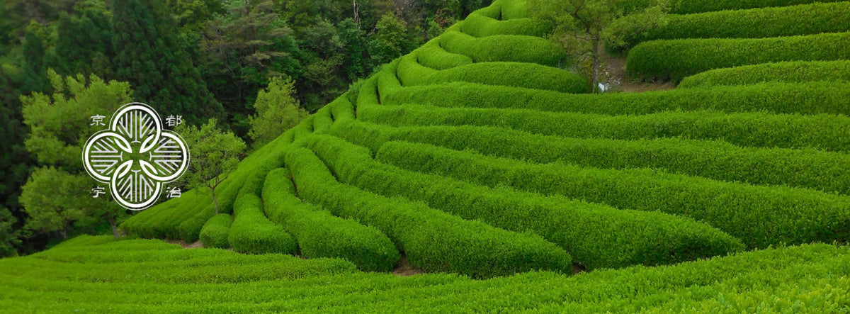 Tout savoir sur nos thés japonais Umami