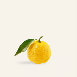 Yuzu frais japonais