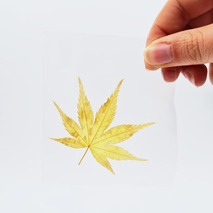 Feuilles alimentaires de Momiji