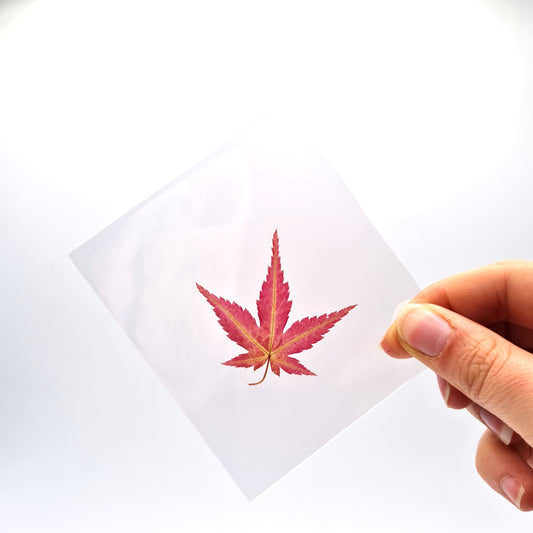 Feuilles alimentaires de Momiji