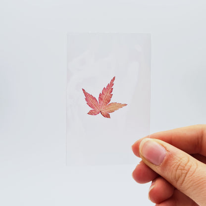 Feuilles alimentaires de Momiji