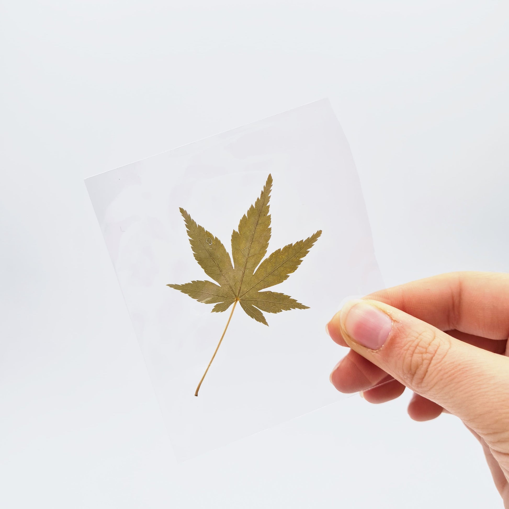 Feuilles alimentaires de Momiji