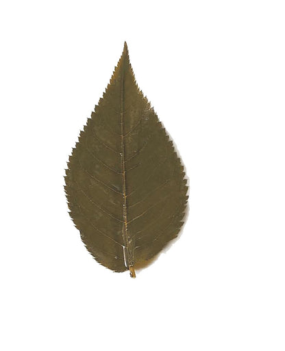 Feuilles de sakura