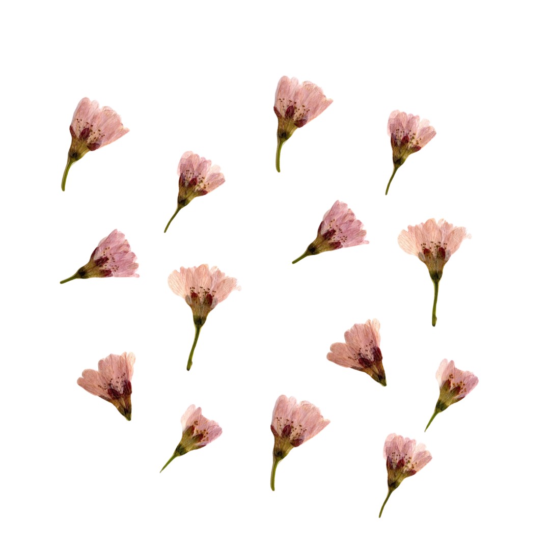 Fleurs alimentaires de Sakura séchées (50 fleurs)