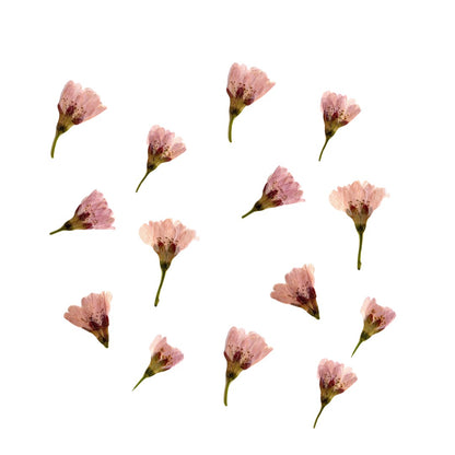 Fleurs alimentaires de Sakura séchées (50 fleurs)