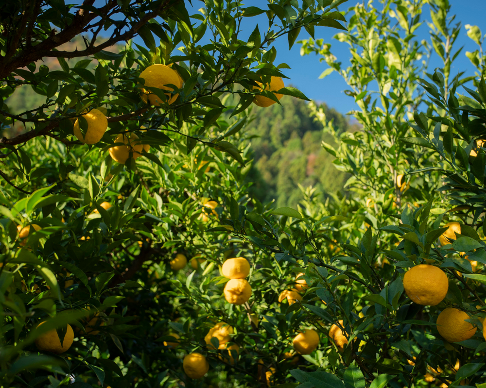 Yuzu & fruits